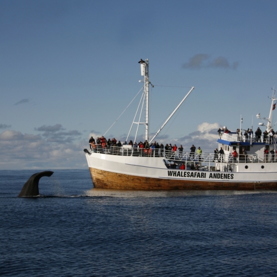 Whalesafari, Andenes