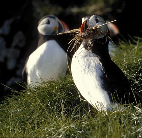 Puffin Safari, Bleik