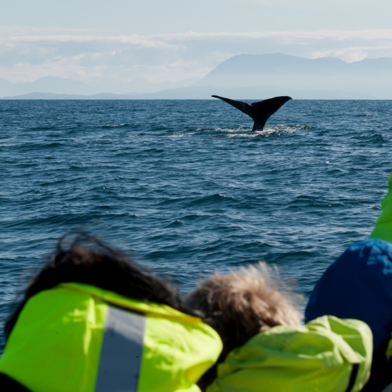 Whale2Sea